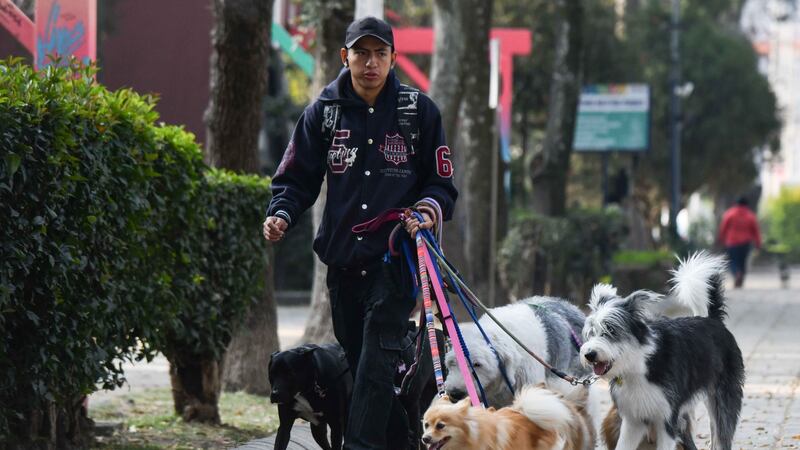 Cuida las patitas de tu perro: Así puedes proteger a tus mascotas en la época de calor