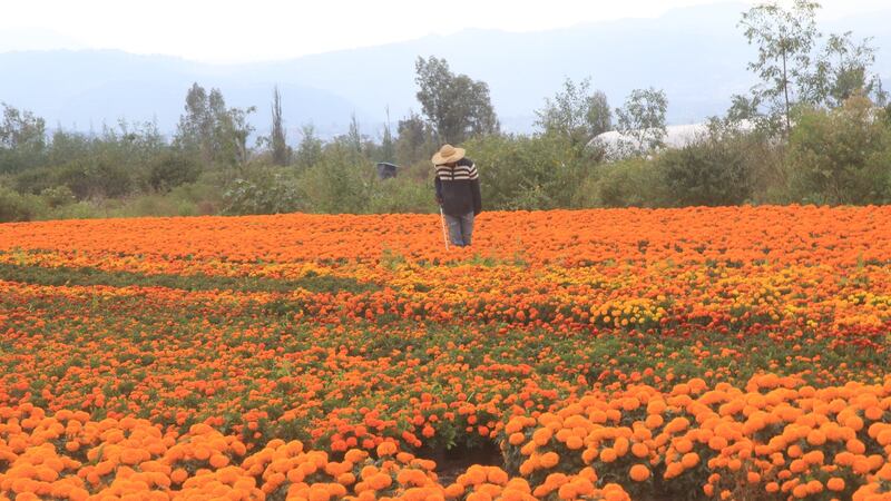Feria del cempasúchil CDMX: ¿cuándo y dónde se llevará a cabo?