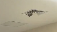 VIDEO: Captan a una rata en hospital del IMSS en Sonora, “es un hecho aislado”, dice la dependencia