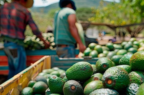 EU suspende al aguacate de Michoacán: 3 de cada 4 denuncias por extorsión son en franja aguacatera