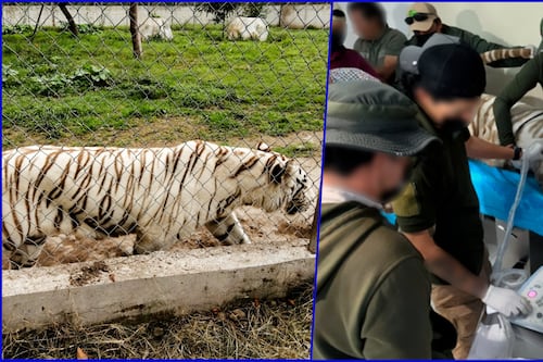 ¿De qué murió el tigre Kenzo? Esto dice la necropsia entregada a la Profepa