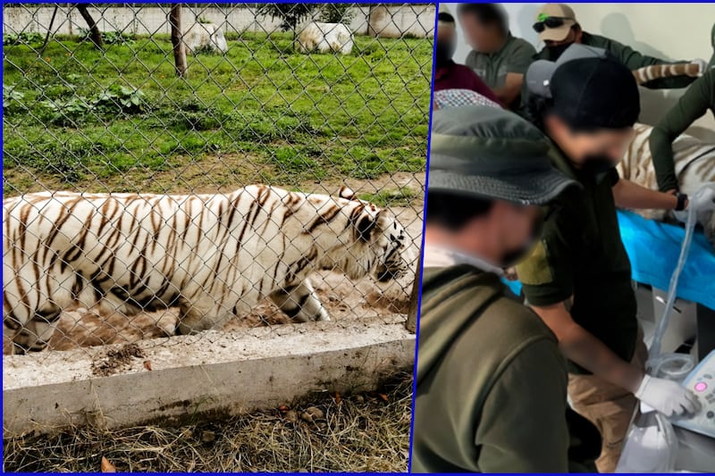 ¿De qué murió el tigre Kenzo? Esto dice la necropsia entregada a la Profepa