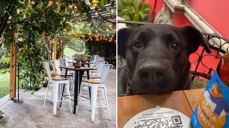 ¡A brindar con Milaneso! Conoce estos bares pet friendly en CDMX