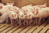 ¿Por qué EU está exportando cantidades récord de carne de cerdo a México?