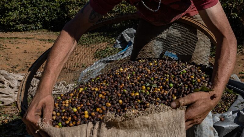 Trump ‘se tienta el corazón’ y prevé disminuir aranceles a alimentos: ¿Qué productos tendrán reducción?