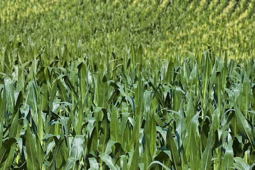 Científicos de EU ‘apoyan’ a AMLO: Maíz transgénico es inseguro, aseguran