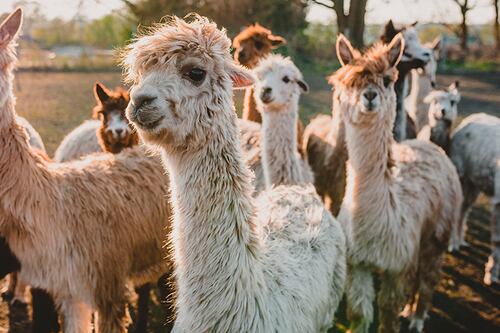 ¿Las llamas podrían salvarnos del COVID-19? Sus anticuerpos neutralizan el virus, según estudio