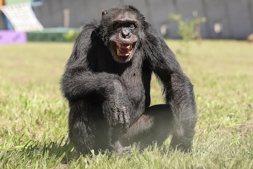 El cuento de los chimpancés juguetones