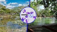 Detectan ameba ‘comecerebros’ en seis lagos artificiales de Mérida; prohíben contacto con el agua