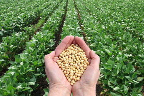 China está comprando cerdo y soya a EU, afirma vocero previo a nueva ronda de negociaciones