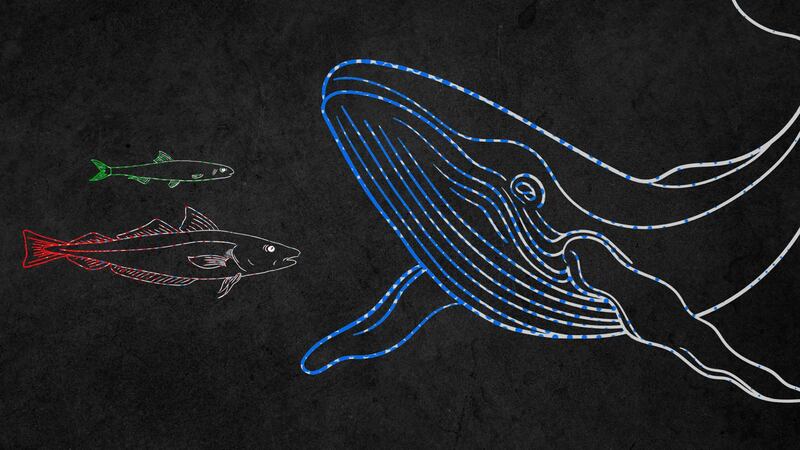 El charal y la ballena