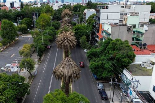 ‘Bye, bye’ a las palmeras en CDMX: ¿Con qué árboles las reemplazará la Sedema?