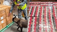Aseguran 60 mil cajetillas de cigarros en el AIFA, procedentes de Bangkok, ¿cómo fue el decomiso?