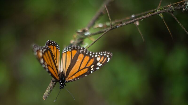 Mariposas Monarca ‘se retrasan’ más de 10 días en llegar a santuarios del Edomex y Michoacán