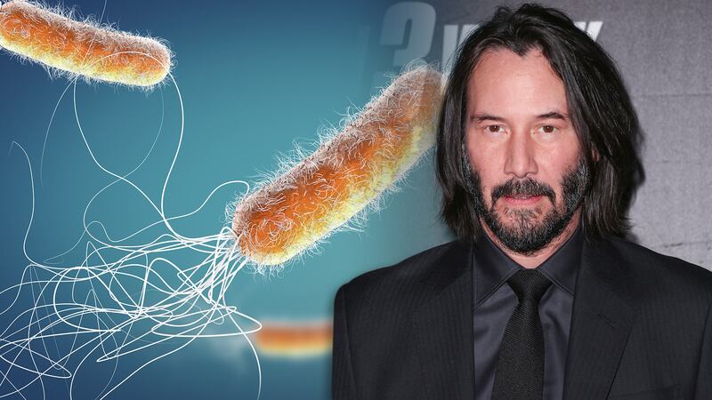 ¿Qué son las keanumicinas, bacteria ‘tan letal’ que fue nombrada en honor a Keanu Reeves?