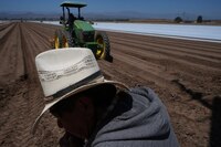 Deportaciones de Trump ‘ahorcan’ a agricultores: Redadas del ICE generan recortes y limitan operación