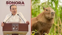 ¿Alfonso Durazo propuso a una capibara como secretaria de Gobierno en Sonora?