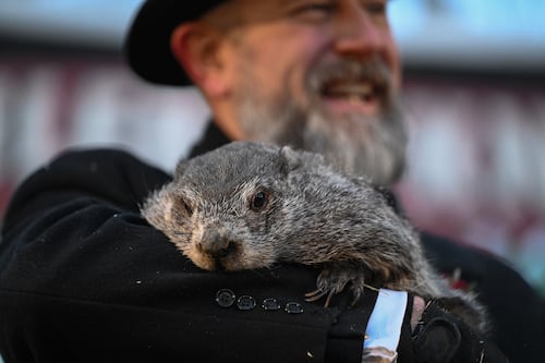 ¡La marmota Phil da su veredicto! Pronostica seis semanas más de invierno con gélidas temperaturas