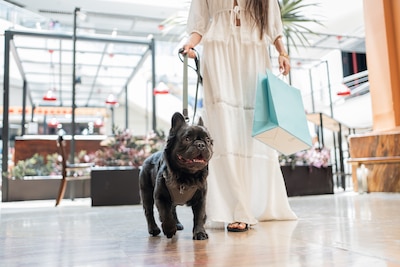 En México cada vez son más los lugares pet friendly. (Foto: Shutterstock)