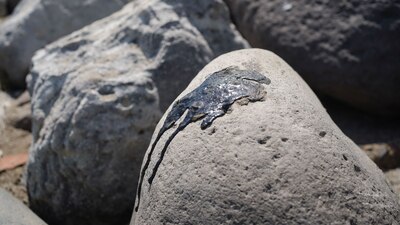 Pemex informó que el derrame de hidrocarburos fue provocado por una fuga en un oleoducto (Foto: VICTORIA RAZO/CUARTOSCURO)