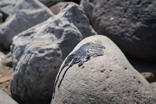 ‘Desenmascaran’ a trabajadores de Pemex: ocultaron fuga que provocó el derrame de petróleo en Veracruz