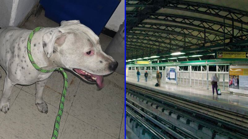 Metro de CDMX rescata a ‘lomito’ de las vías: ¿En qué Línea ocasiona retrasos de más de 10 minutos HOY?