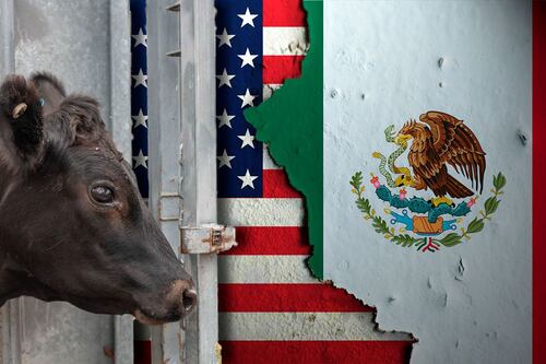 Gusano barrenador contraataca: EU cierra la frontera al ganado mexicano tras confirmar otro caso