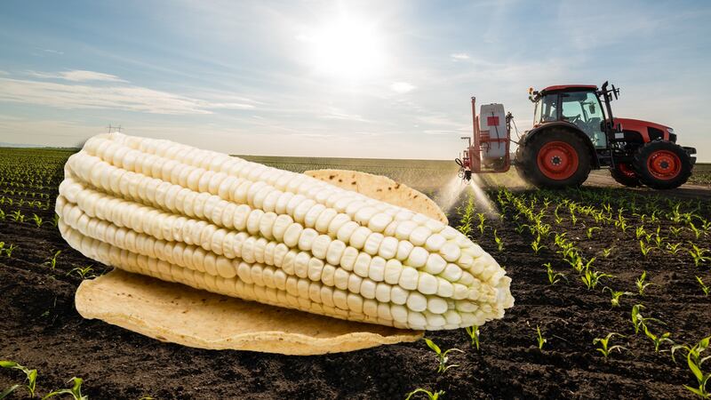 ¿Cuál es el maíz transgénico que se prohíbe en tortillas y masa según decreto?