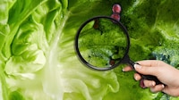 Casos de ‘diarrea explosiva’ en EU: Michigan apunta a la lechuga de ensalada como posible causa