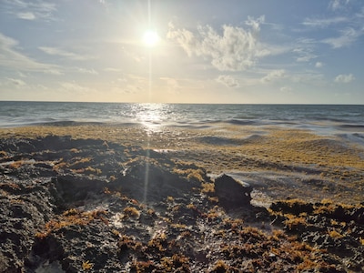 Las playas de Tulum se enfrentan al problema del sargazo. (Foto: Ricardo Díaz)