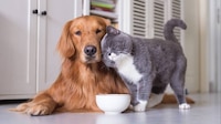 Vacaciones decembrinas: recomendaciones por si llevas a una pensión a perros o gatos