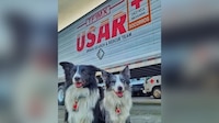 Orly y Balam, hijos de Athos, perro de la Cruz Roja envenenado, van a Turquía a rescatar personas