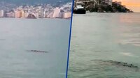 Huracán ‘John’ deja ‘sorpresitas’: Avistan enorme cocodrilo merodeando en la Bahía de Acapulco (VIDEO)