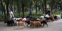 Perritos envenenados en Parque España: Fiscalía CDMX investiga hallazgo de carne con una píldora azul