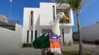 Pato Merlín ya tiene casa: Sheinbaum da vivienda a familia de la ‘mascota’ del Mundial 2026