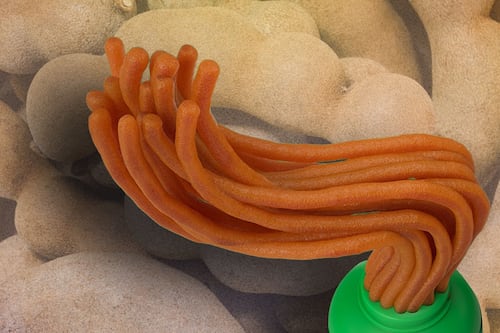 ‘Vi unas muñecas a las que les salía plastilina’: Así nació Pelón Pelo Rico, el dulce que ya no es mexicano