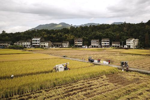OMC da 'victoria' a Trump sobre tema agrícola en guerra comercial con China