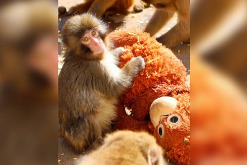 ¡Feliz cumpleaños, Punch! El macaco que adoptó a un peluche de IKEA cumplirá un año