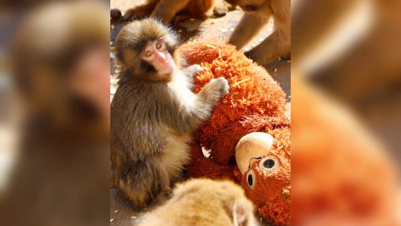 ¡Feliz cumpleaños, Punch! El macaco que adoptó a un peluche de IKEA cumplirá un año