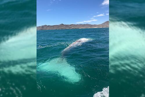 Documentan el avistamiento de ballena gris albina en Baja California Sur