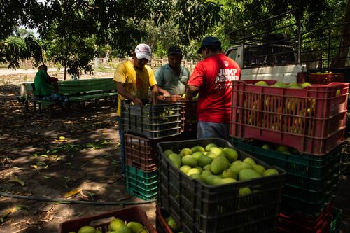 Agricultura y servicios ‘detonan’ repunte en precios al productor durante julio