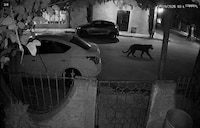 Pantera escapa de una finca y ataca a mujer en Lerdo, Durango; autoridades aún buscan al animal