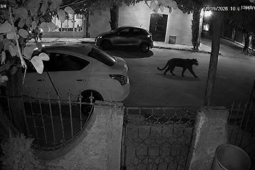 Pantera escapa de una finca y ataca a mujer en Lerdo, Durango; autoridades aún buscan al animal