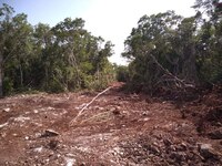 Muy bonito... Suspensión al Tren Maya se violó mientras AMLO andaba de gira en EU, acusan activistas