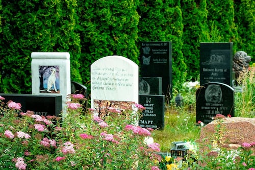 ¿Qué no leyeron a Stephen King? Diputada del Verde propone crear cementerio para mascotas en CDMX