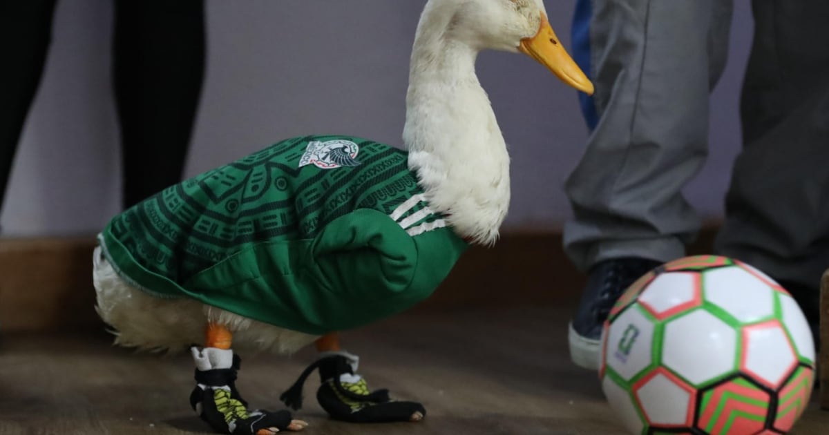 Former President Calderón asks for FIFA royalties for the 'Merlin' duck: 'Mochense!