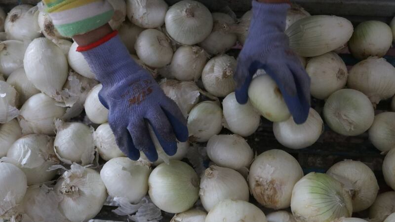 Salmonela en cebollas enferma a 158 personas en Texas