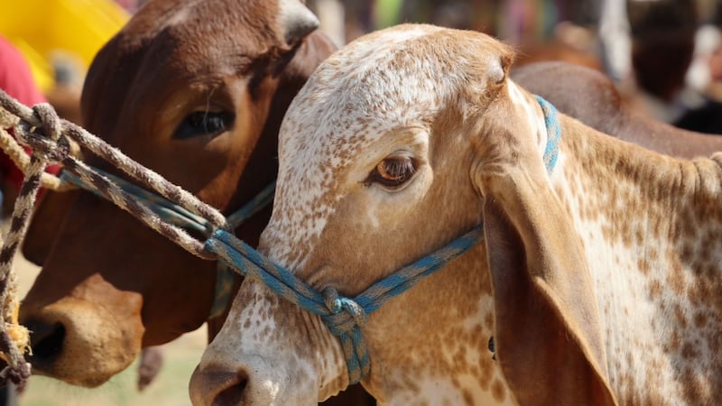 Nuevos casos de gusano barrenador en México presionan a ganaderos de EU; Texas, uno de los más afectados