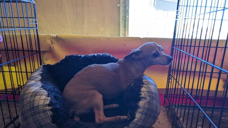 Maltrato animal en NL: Rescatan a especies que se exhibían como ‘animales fenómenos vivos’