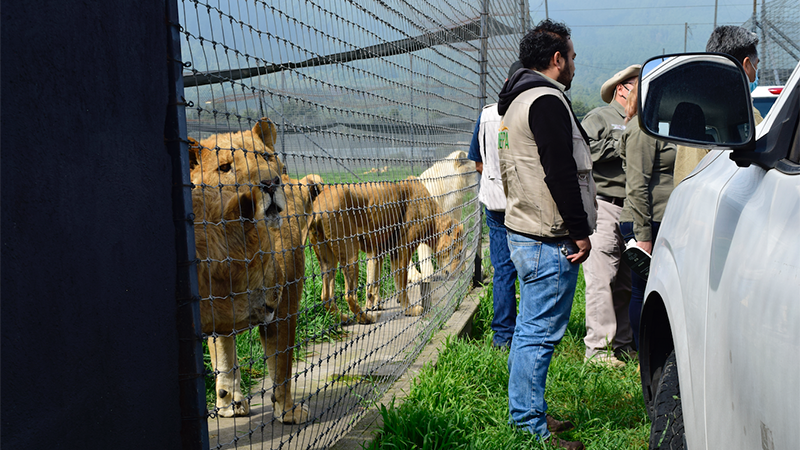 ‘¡Salvemos a los felinos de Black Jaguar- White Tiger!’: Habilitan página para recaudar fondos